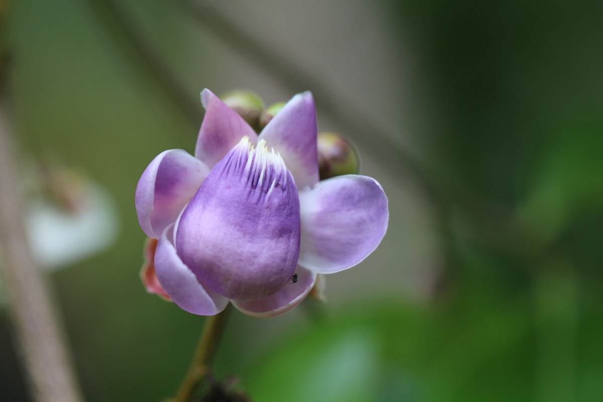 Lecythis lanceolata Poir.